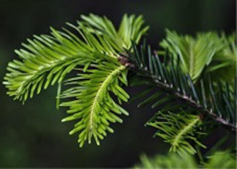 TALISA PATRA (INDIAN FIR)