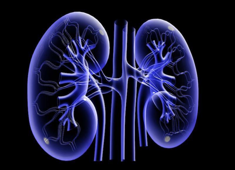 Learn How Kidney Diseases Can Be Cured Through Ayurveda