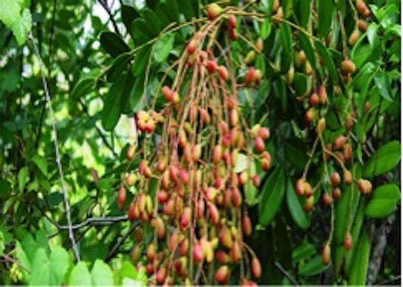 LAKSHMI TARU (PARADISE TREE)